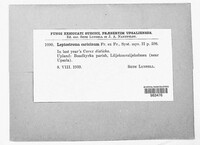 Lophodermium caricinum image